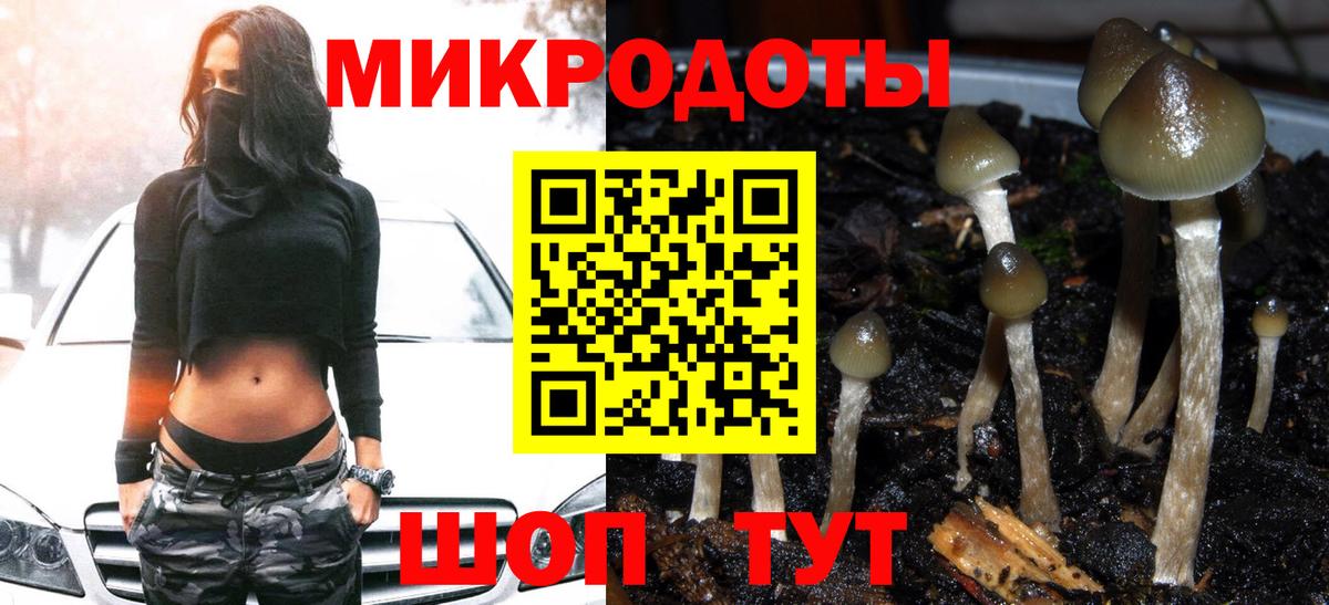 Псилоцибиновые грибы Psilocybe Коркино